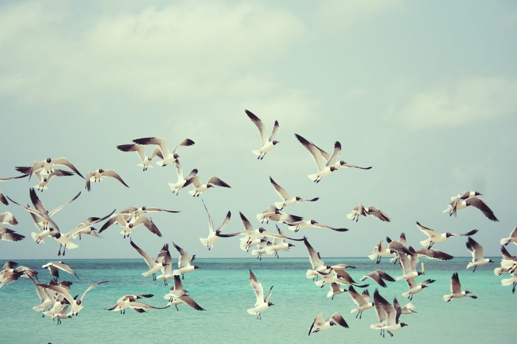 seagulls, beach, gulls