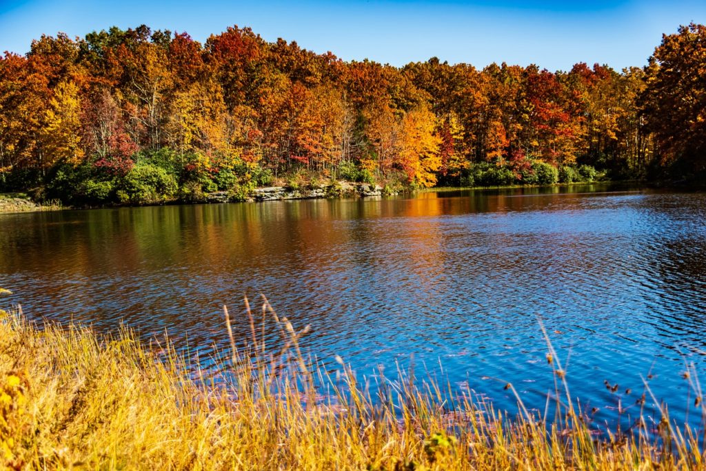 water, trees, nature