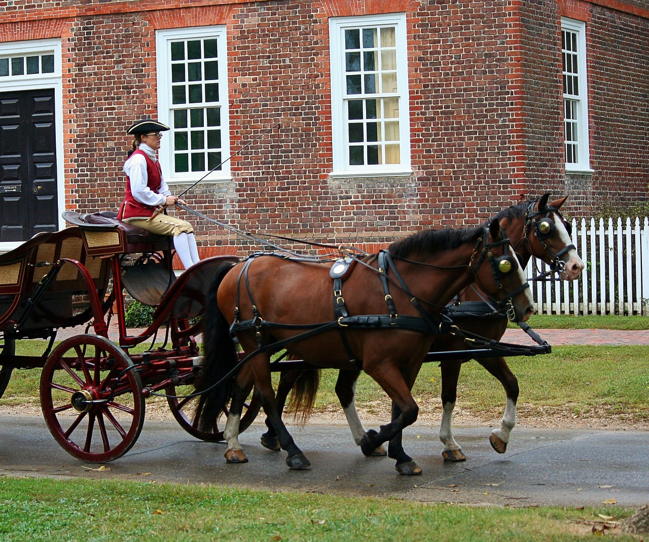 horses, carriage, horse drawn-65610.jpg