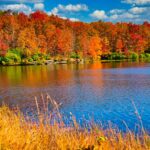 fall, color, foliage-5392554.jpg