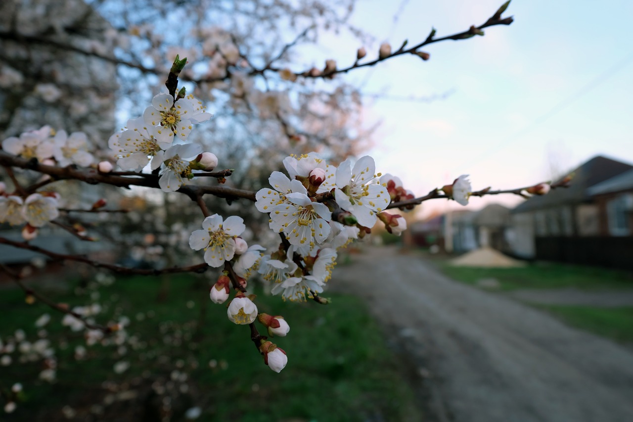 cherry, blooms, street-2342398.jpg