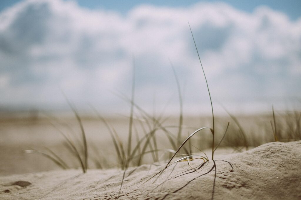 beach, grass, sand, nature, sandy, sandy beach, beachgrass, marram, marram grass, outdoors, sea, seashore-1866823.jpg